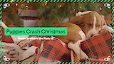 Puppies Crash Christmas