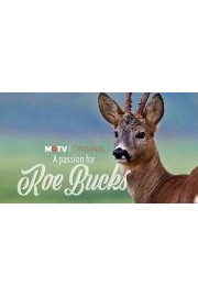 A Passion for Roebucks