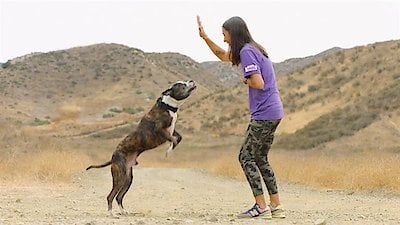 America's Top Dog Season 3 Episode 6