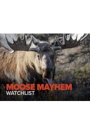 Moose Mayhem Watchlist