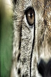 The World's Oddest Animal Couples