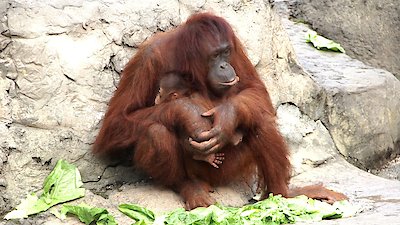 Secrets of the Zoo: Tampa Season 3 Episode 3