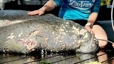 Secrets of the Zoo: Tampa Season 3 Episode 4