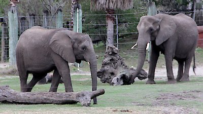 Secrets of the Zoo: Tampa Season 3 Episode 6