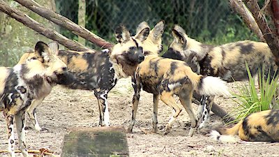 Secrets of the Zoo: Tampa Season 3 Episode 8
