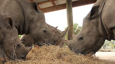 Secrets of the Zoo: Tampa Season 4 Episode 4