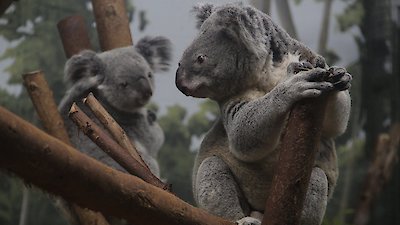 Secrets of the Zoo: Tampa Season 4 Episode 7