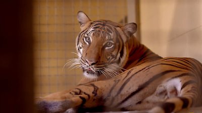 Secrets of the Zoo: Tampa Season 4 Episode 8