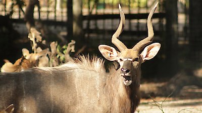 Secrets of the Zoo: Tampa Season 4 Episode 11