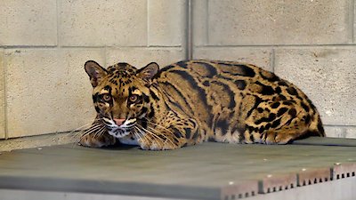 Secrets of the Zoo: Tampa Season 4 Episode 12