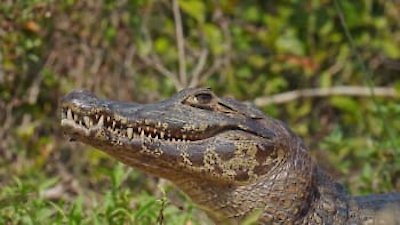 Coyote Peterson: Brave the Wild Season 1 Episode 2