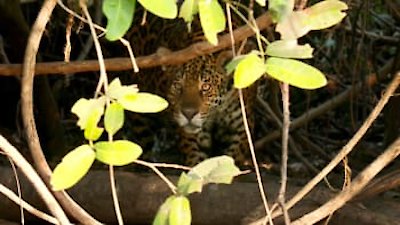 Coyote Peterson: Brave the Wild Season 1 Episode 3