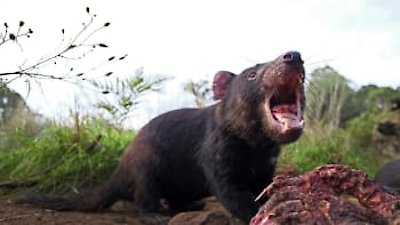 Coyote Peterson: Brave the Wild Season 1 Episode 5