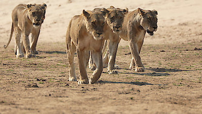 Big Cat Country Season 1 Episode 3