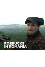 Roebucks In Romania