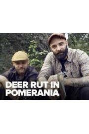 Deer Rut in Pomerania