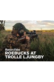 Roebucks at Trolle Ljungby