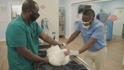 Critter Fixers: Country Vets Season 4 Episode 9