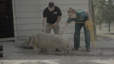 Critter Fixers: Country Vets Season 4 Episode 11