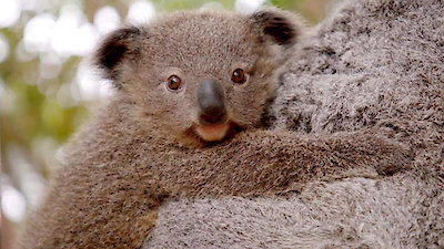 Secrets of the Zoo: Down Under Season 1 Episode 9