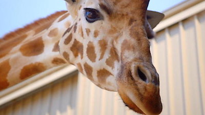 Secrets of the Zoo: Down Under Season 1 Episode 10