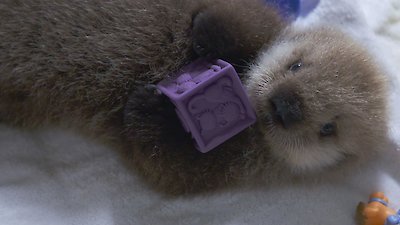 Alaska Animal Rescue Season 2 Episode 2