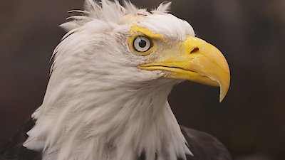 Alaska Animal Rescue Season 2 Episode 3