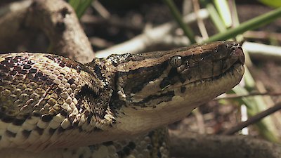 Swamp People: Serpent Invasion Season 4 Episode 6