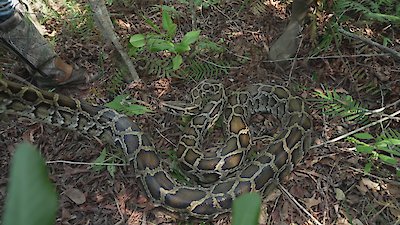 Swamp People: Serpent Invasion Season 4 Episode 12
