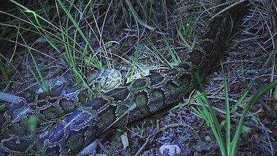 Swamp People: Serpent Invasion Season 4 Episode 14