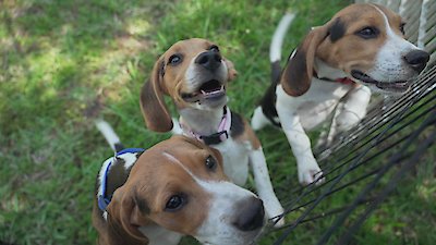 Swamp People: Serpent Invasion Season 4 Episode 15