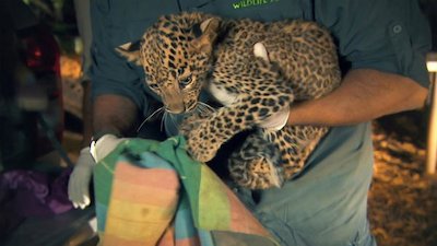 Jungle Animal Rescue Season 1 Episode 2