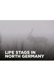 Life Stags in North Germany