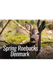 Spring Roebucks Denmark