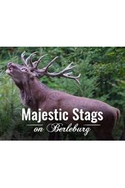 Majestic Stags on Berleburg