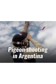 Pigeon Shooting In Argentina