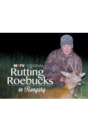 Rutting Roebucks in Hungary