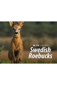 Swedish Roebucks