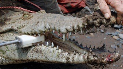 Dangerous Encounters Season 1 Episode 1