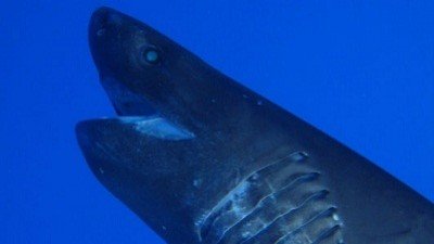 Dangerous Encounters Season 2 Episode 2