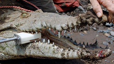 Dangerous Encounters Season 1 Episode 8