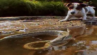 Dangerous Encounters Season 3 Episode 2