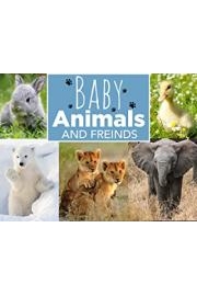 Baby Animals and Friends