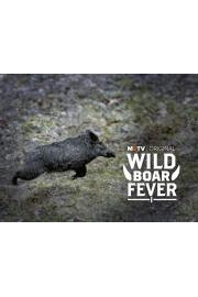 Wild Boar Fever 1