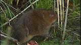 Water Vole