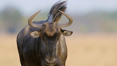 Tales From Zambia Season 1 Episode 3