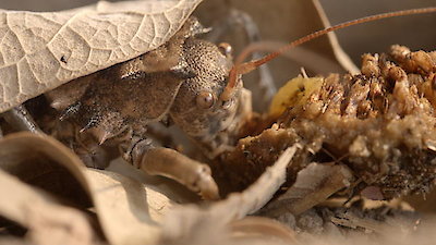 Tales From Zambia Season 1 Episode 7