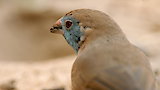 Valley of the Birds