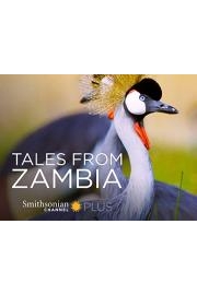 Tales From Zambia