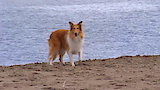 Designing Dogs